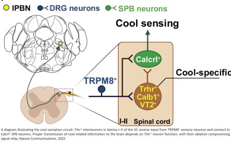 A skin-to-brain circuit for cool sensation
