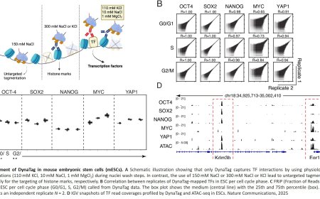 New method developed for mapping protein binding to DNA