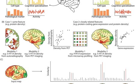 Integrating and interpreting brain maps