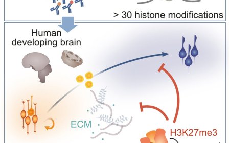 Extracellular matrix composition regulation in human corticogenesis