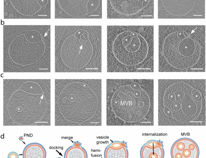 Unknown organelle inside our cells discovered!