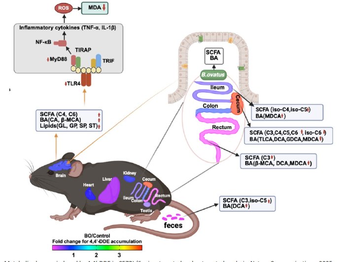 How gut bacteria change after exposure to pesticides
