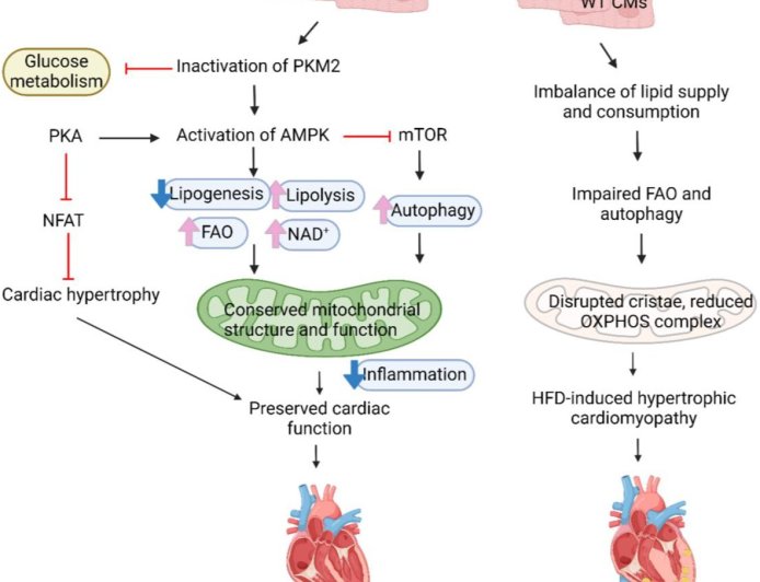 Role of a protein tyrosine phosphatase 1B (PTP1B) in heart disease