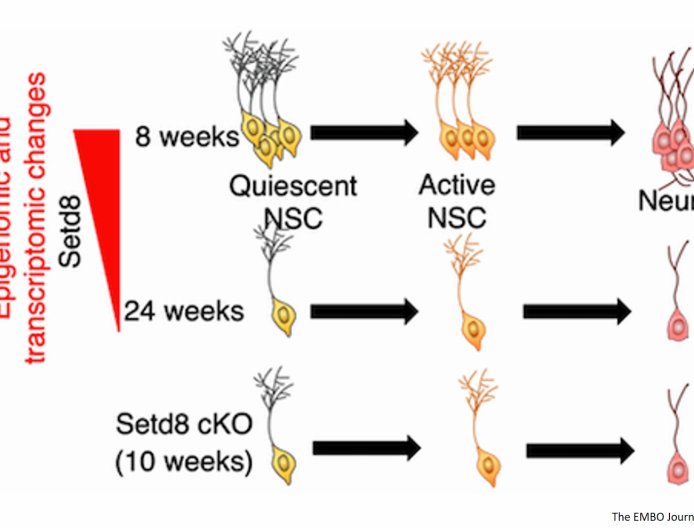 Epigenetic regulation of neural stem cell aging