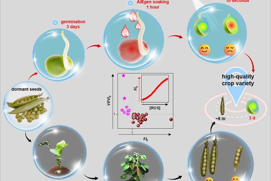 Development of quick, sensitive method for pea variety selection ...