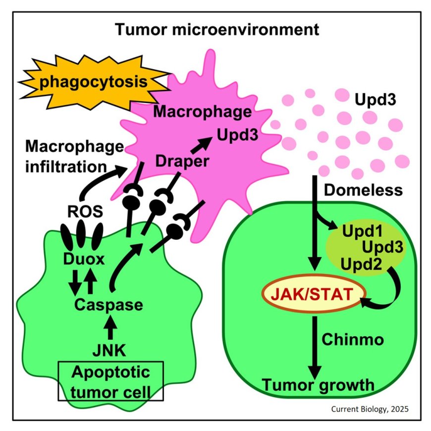 Macrophages promote tumor growth by phagocytosis-mediated cytokine amplification in Drosophila