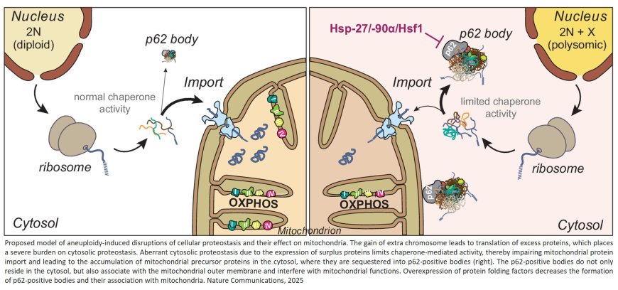 Abnormal chromosome numbers disrupt mitochondrial function