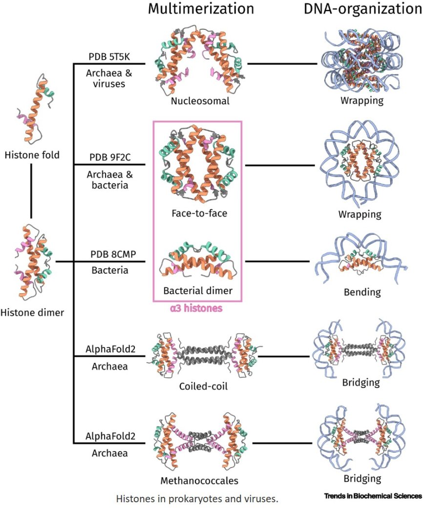 Histone-mediated chromatin organization in prokaryotes and viruses