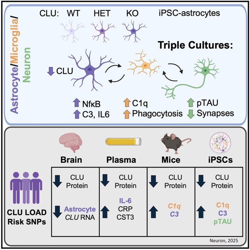 Role of clusterin (CLU) in Alzheimer’s disease