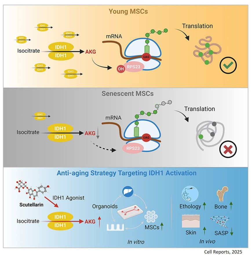 Identifying the target, mechanism, and agonist of α-ketoglutaric acid in delaying mesenchymal stem cell senescence