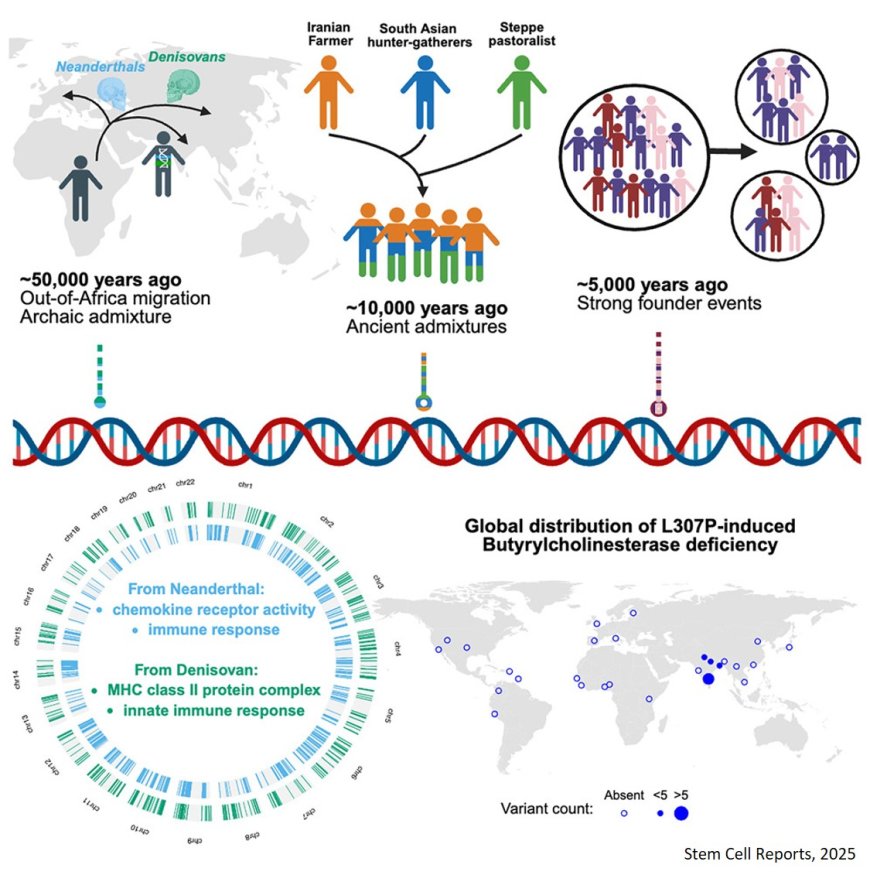 Analysis of India's genetic diversity