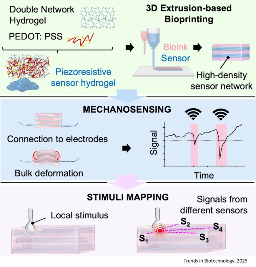 Real-time mechanosensing in engineered tissue models