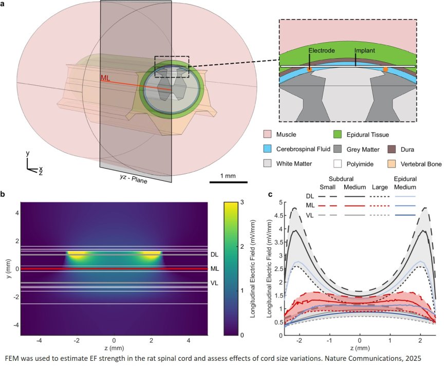 Daily electric field treatment improves spinal cord injury