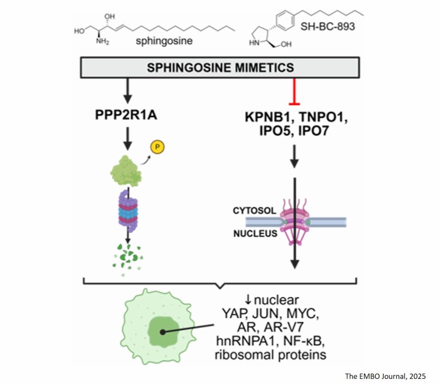 Sphingosine simultaneously inhibits nuclear import and activates PP2A by binding importins and PPP2R1A