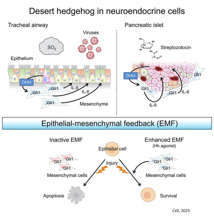 How neuroendocrine cells protect lung airways?