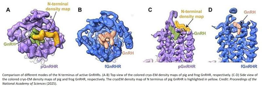Cryo-EM structures reveal how GnRH activates its receptor