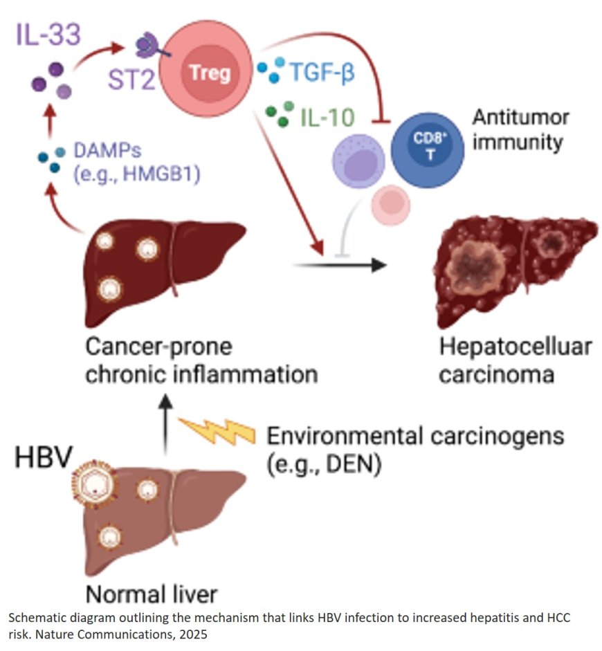 How hepatitis B virus promotes liver cancer
