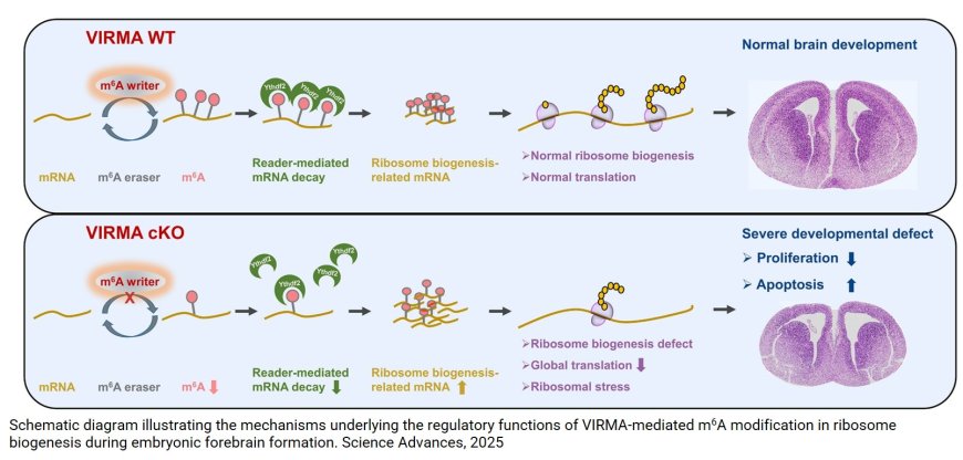 VIRMA-mediated m6  A modification regulates forebrain formation through modulating ribosome biogenesis