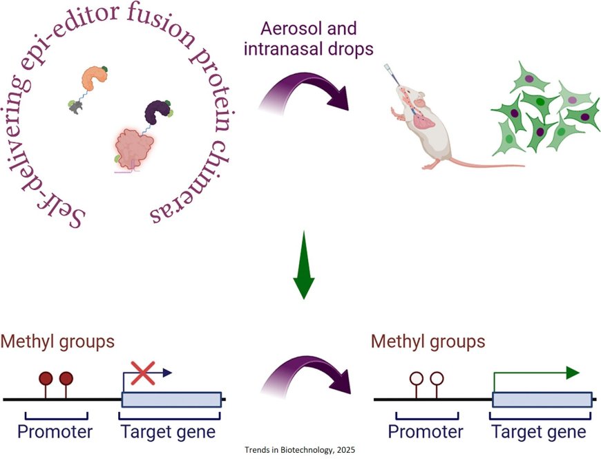 Vector-free intra-airway in vivo epigenetic editing
