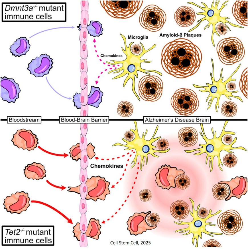 TET2-mutant myeloid cells mitigate Alzheimer’s disease progression via CNS infiltration and enhanced phagocytosis in mice