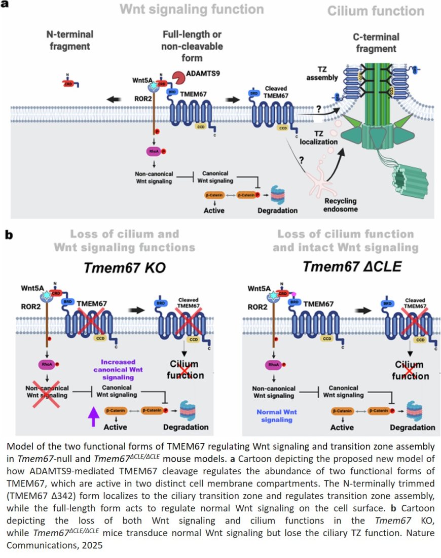A molecular mechanism affecting ciliopathies uncovered!
