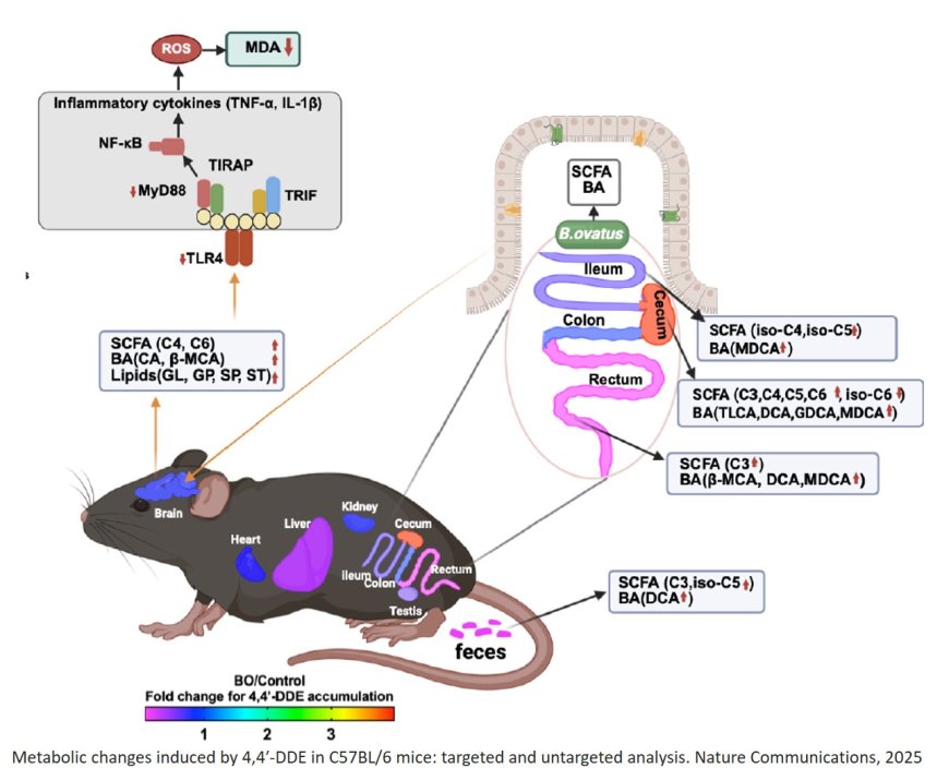 Mapping pesticide-induced metabolic alterations in human gut bacteria