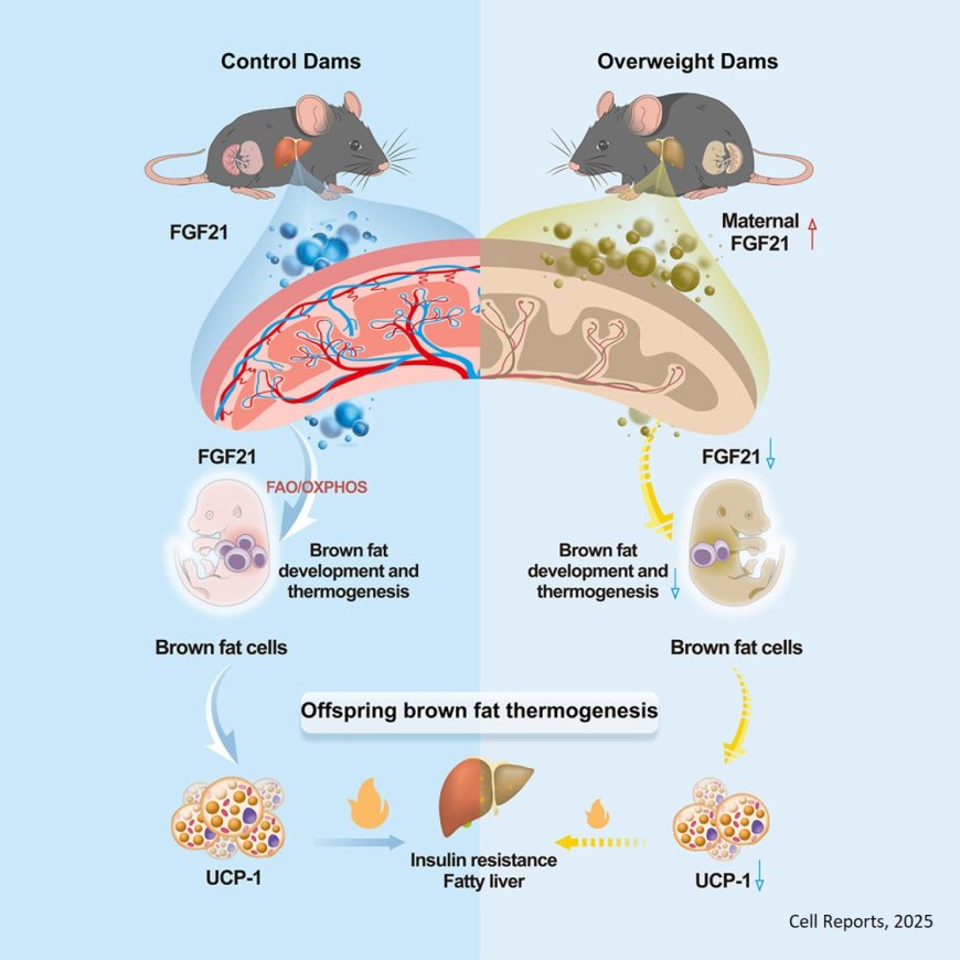 How maternal obesity impairs fetal brown adipogenesis