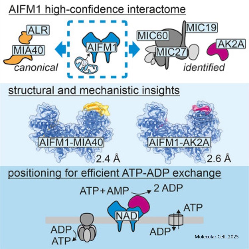 How mitochondrial energy metabolism is controlled