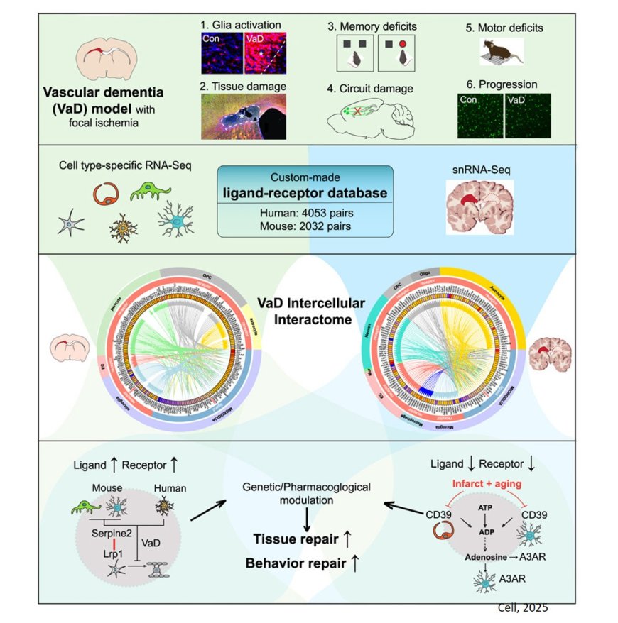 Key mechanism of brain repair in vascular dementia