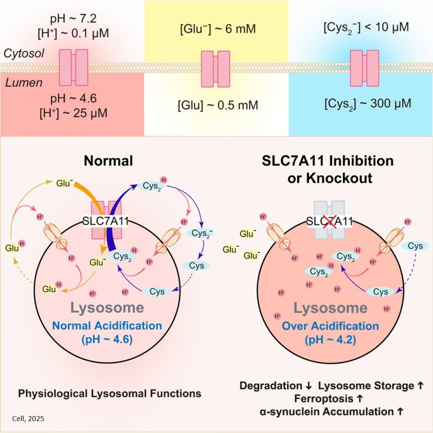 SLC7A11 is an unconventional H+ transporter in lysosomes