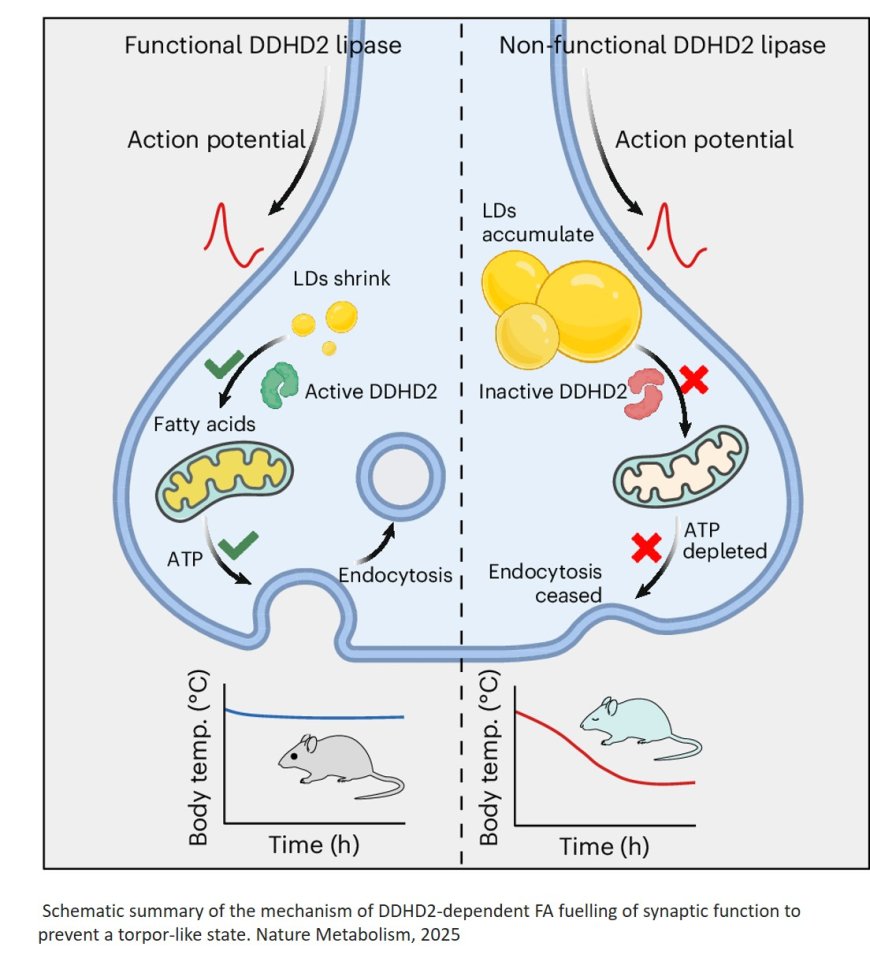Triglycerides are an important fuel reserve for synapse function in the brain