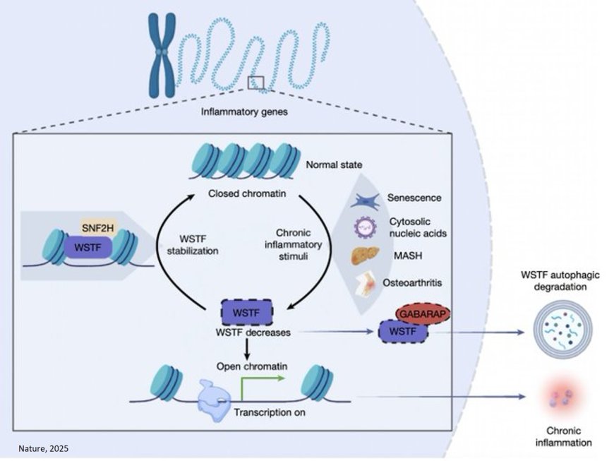 New protein target to control chronic inflammation