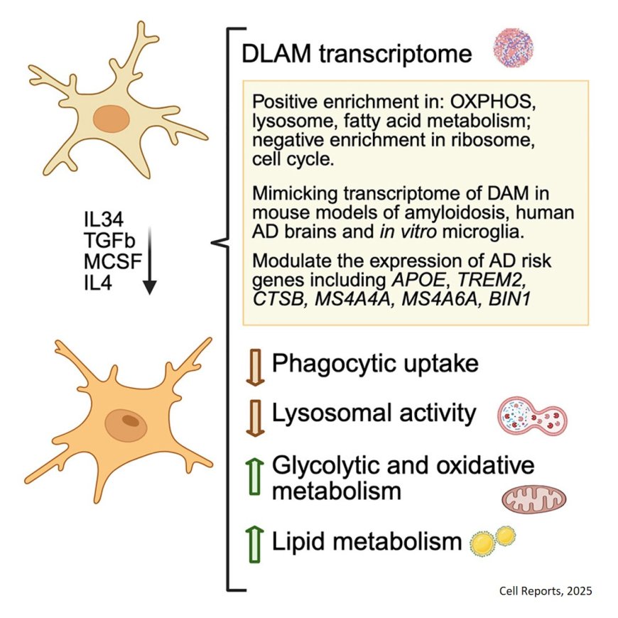 Cytokine-induced reprogramming of human macrophages toward Alzheimer’s disease-relevant molecular and cellular phenotypes in vitro