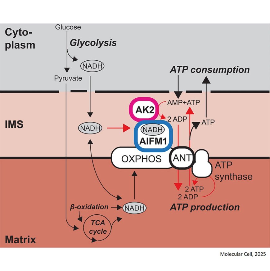 An NADH-controlled gatekeeper of ATP synthase