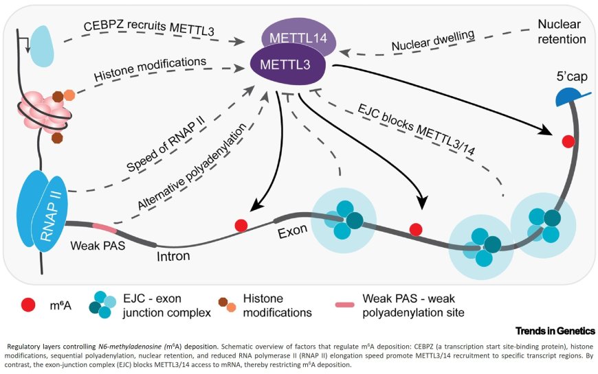 Role of m6 A in RNA coding sequence