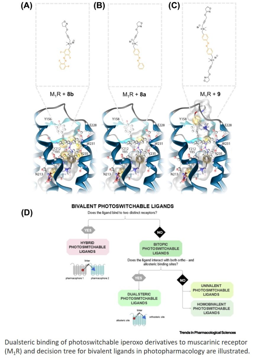 Photoswitchable allosteric and dualsteric ligands in GPCR pharmacology