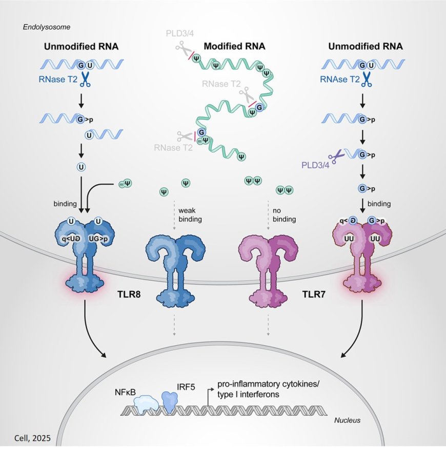 How modified RNA tricks the innate immune system