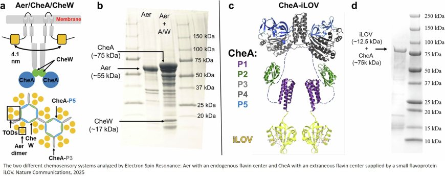 Flavoproteins as probes for in cell ESR spectroscopy