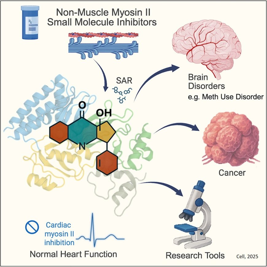 Targeting cellular ‘motors’ to clear aggressive brain tumors