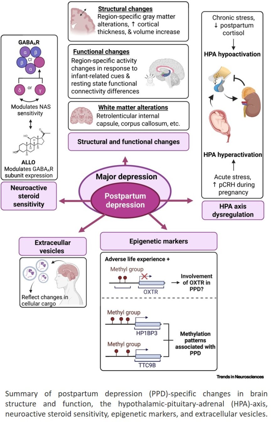 The neurobiology of postpartum depression