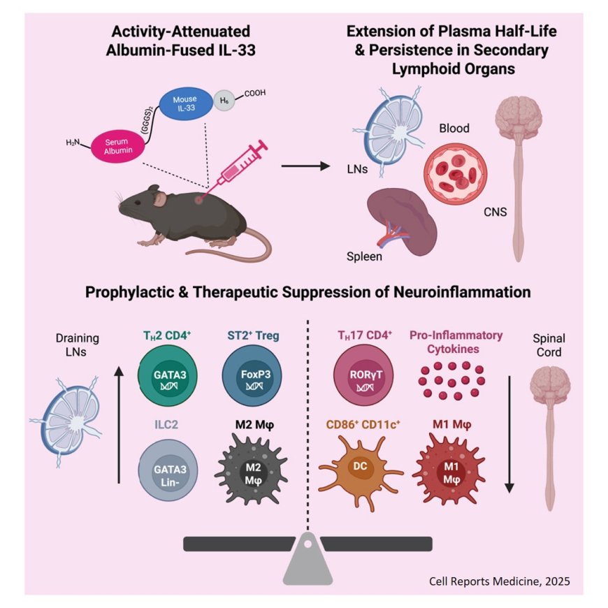 Activity-attenuated serum albumin-fused interleukin-33 suppresses experimental autoimmune encephalomyelitis
