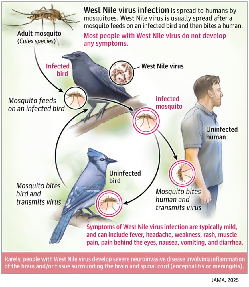 What Is West Nile Virus Infection?