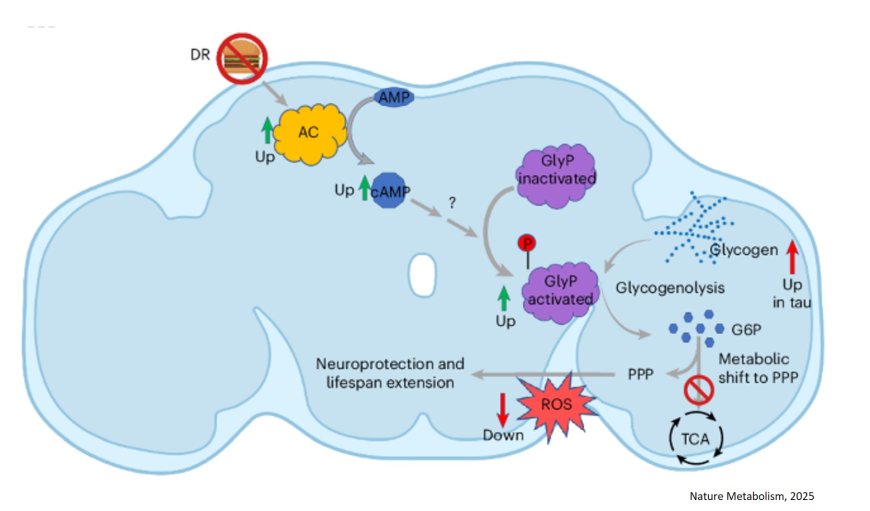 Neuronal glycogen metabolism and tauopathy