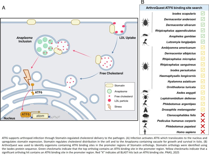 Bacteria hijack tick cell defenses to spread disease