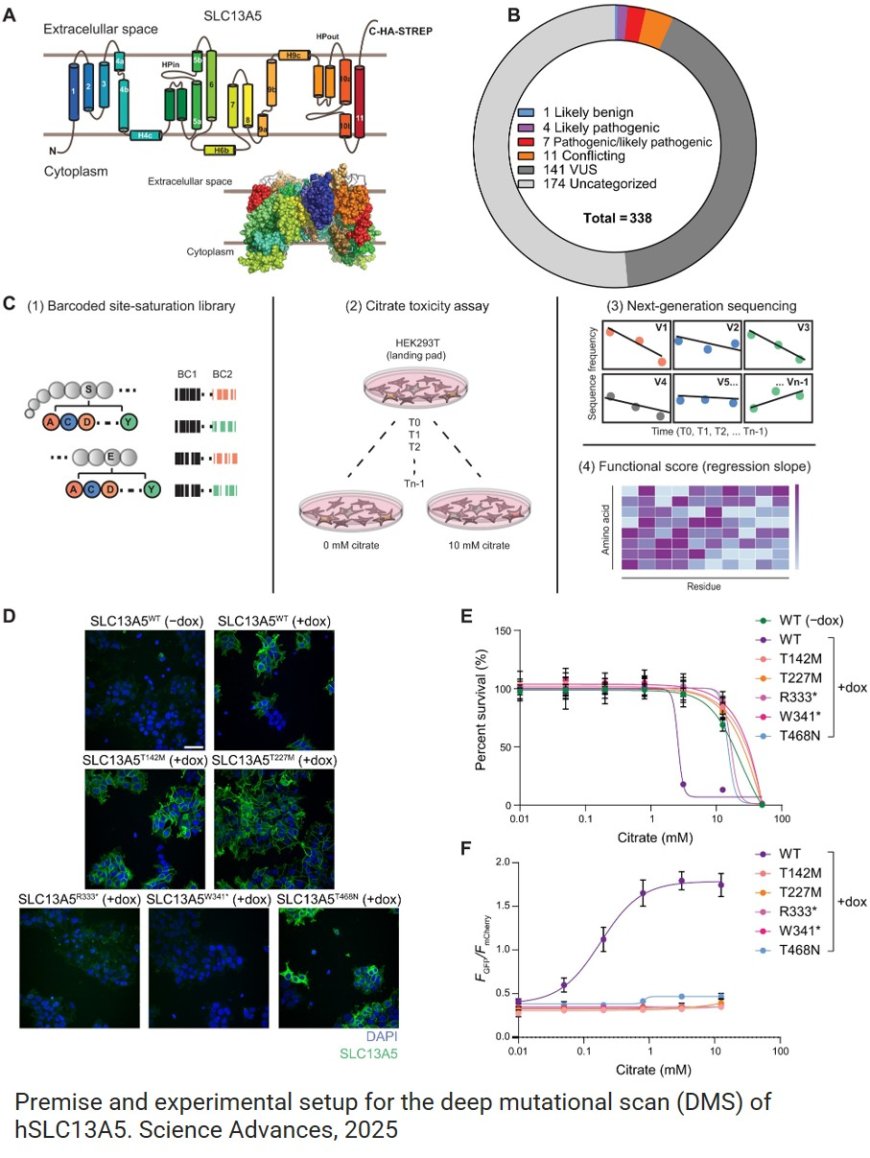 Large-scale experimental assessment of variant effects on the structure and function of the citrate transporter SLC13A5