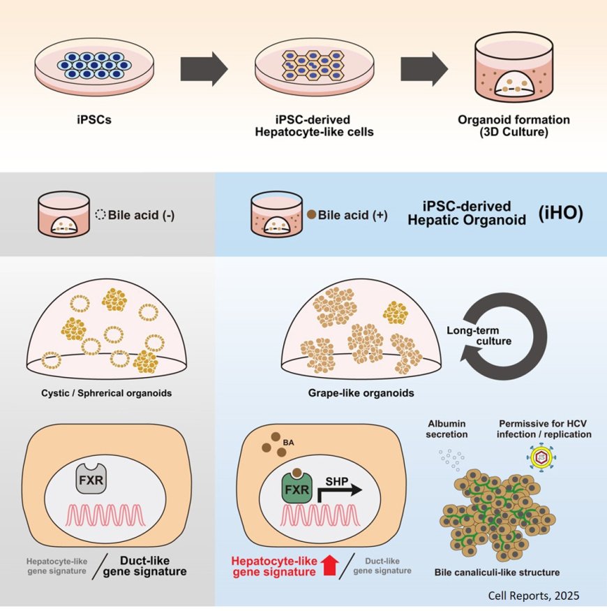 Bile acid-FXR signaling facilitates the long-term maintenance of hepatic characteristics in human iPSC-derived organoids
