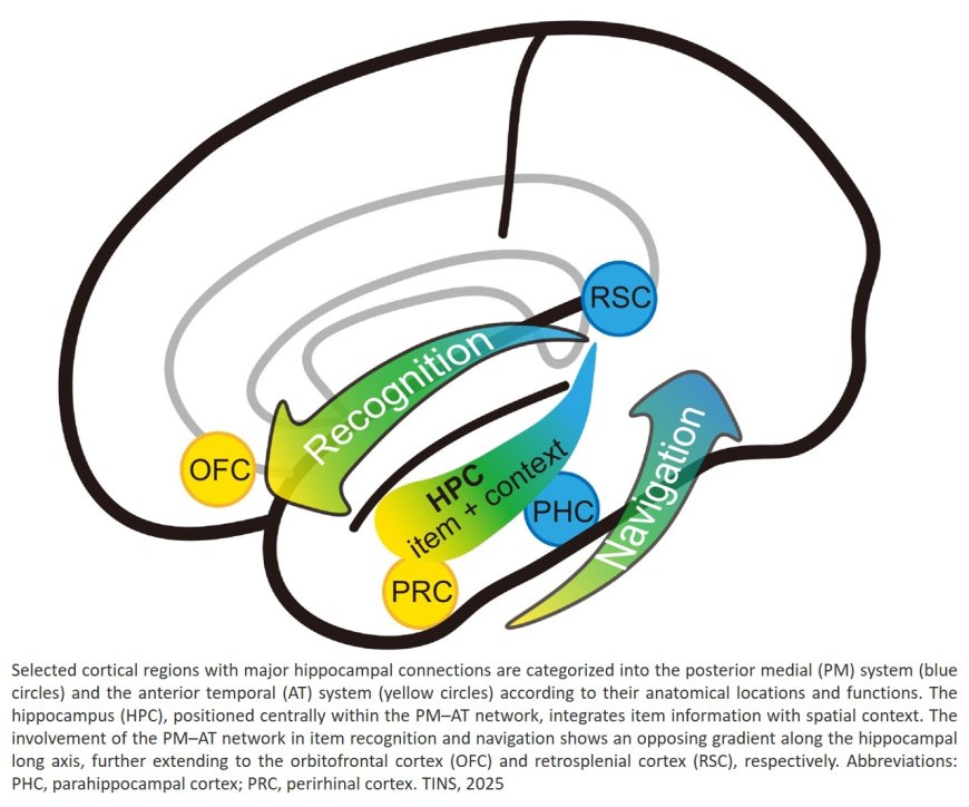 Mapping  recognition memory and spatial navigation representations