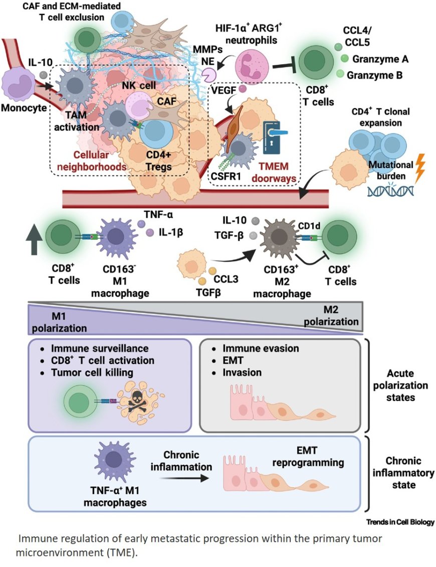 The role of the immune tumor microenvironment in shaping metastatic dissemination, dormancy, and outgrowth