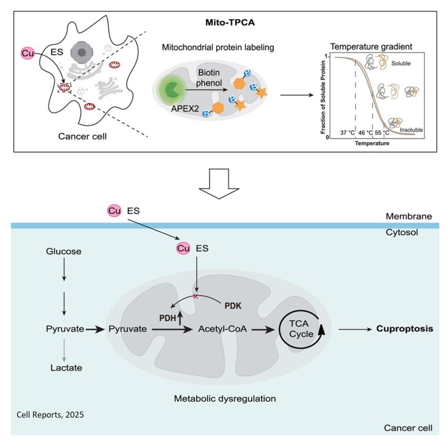Mitochondrial thermal proteome profiling reveals aberrant activation of pyruvate dehydrogenase upon cuproptosis