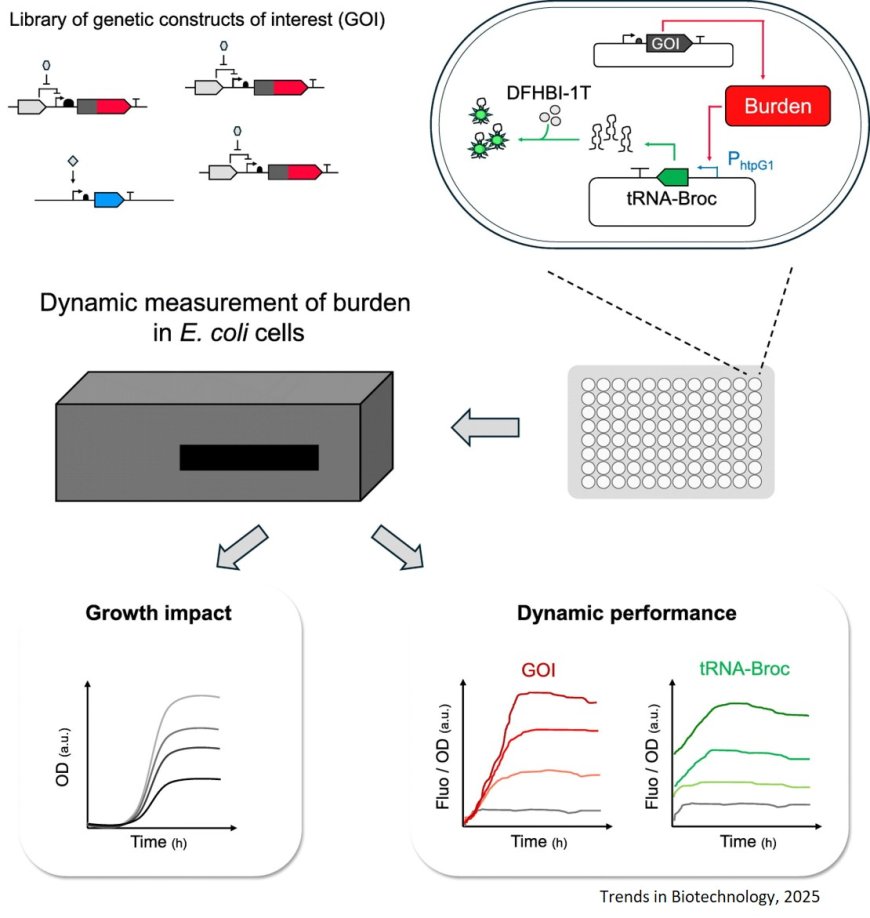 Biosensor to track burden in Escherichia coli
